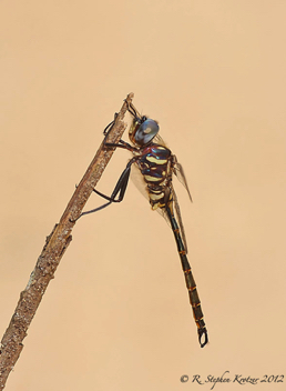 Somatochlora calverti, male